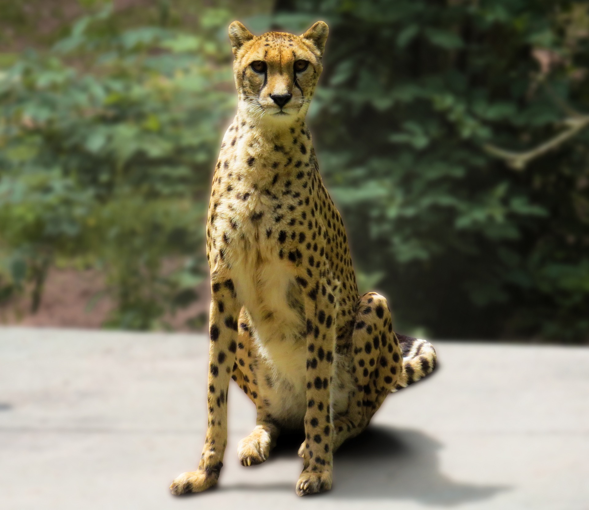 wildlife-4419106_1920